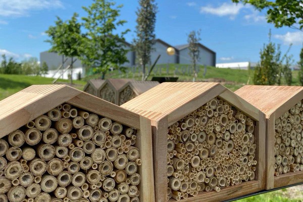 Día Internacional de las Abejas: las abejas salvarán al mundo